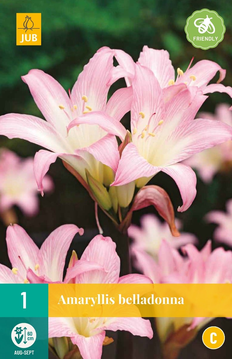 Amaryllis Belladonna