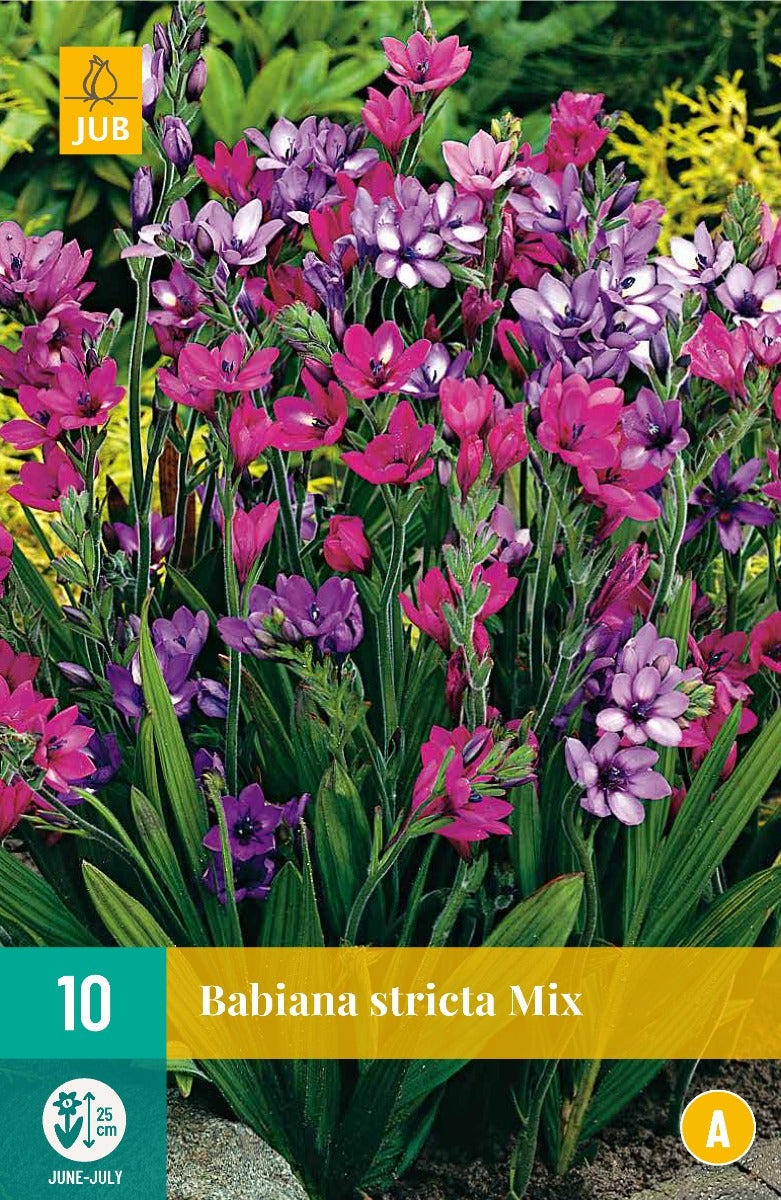 Babiana Stricta Mix