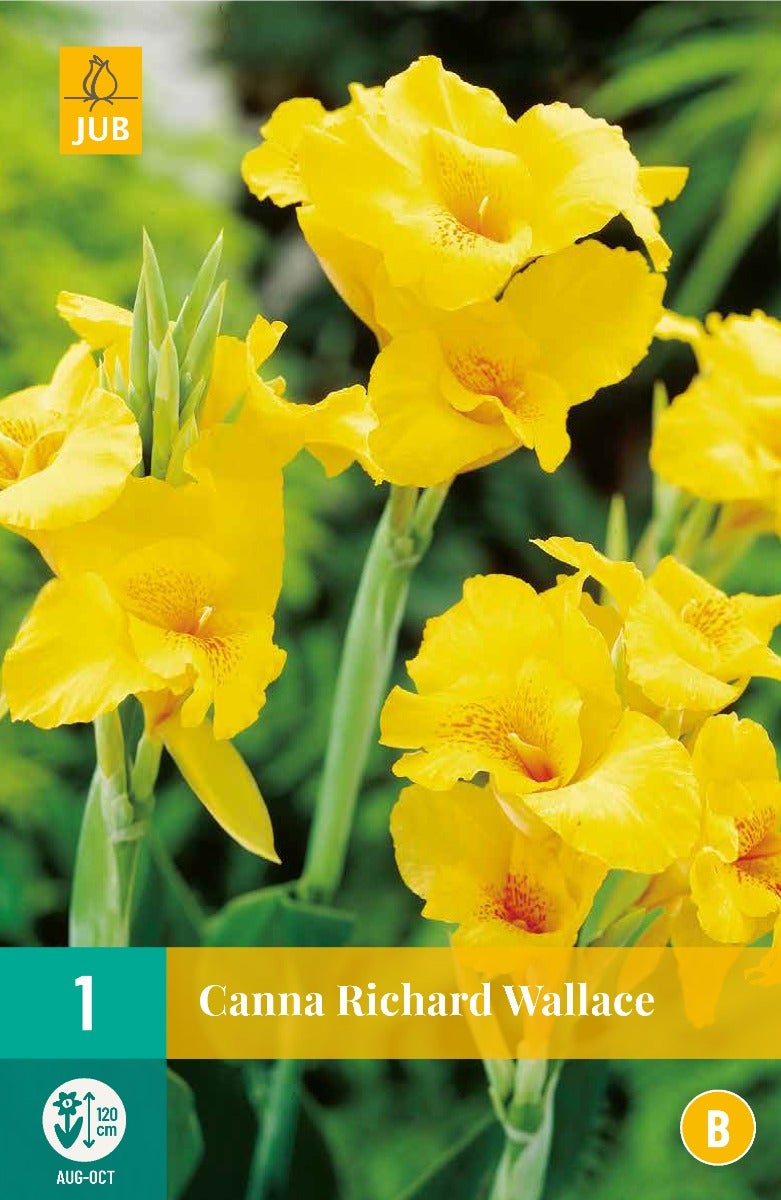 Canna Richard Wallace