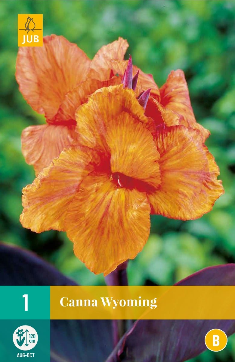 Canna Wyoming