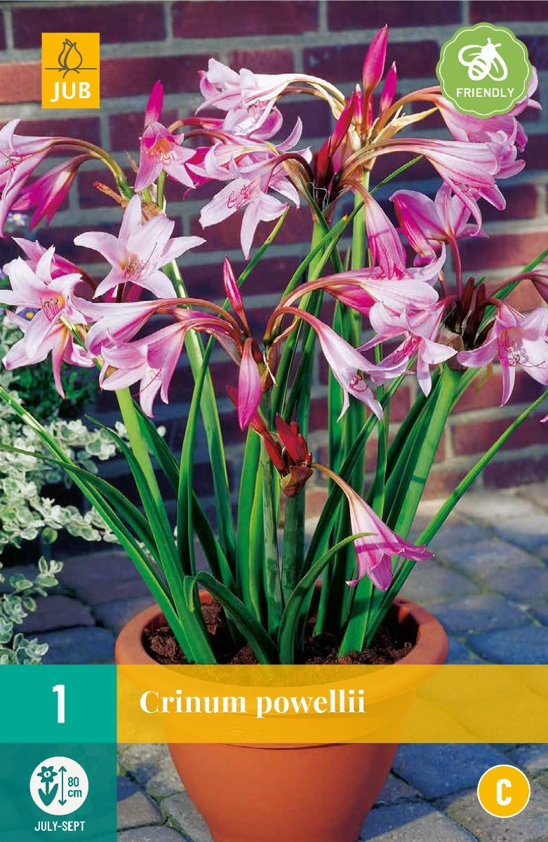 Crinum Powellii