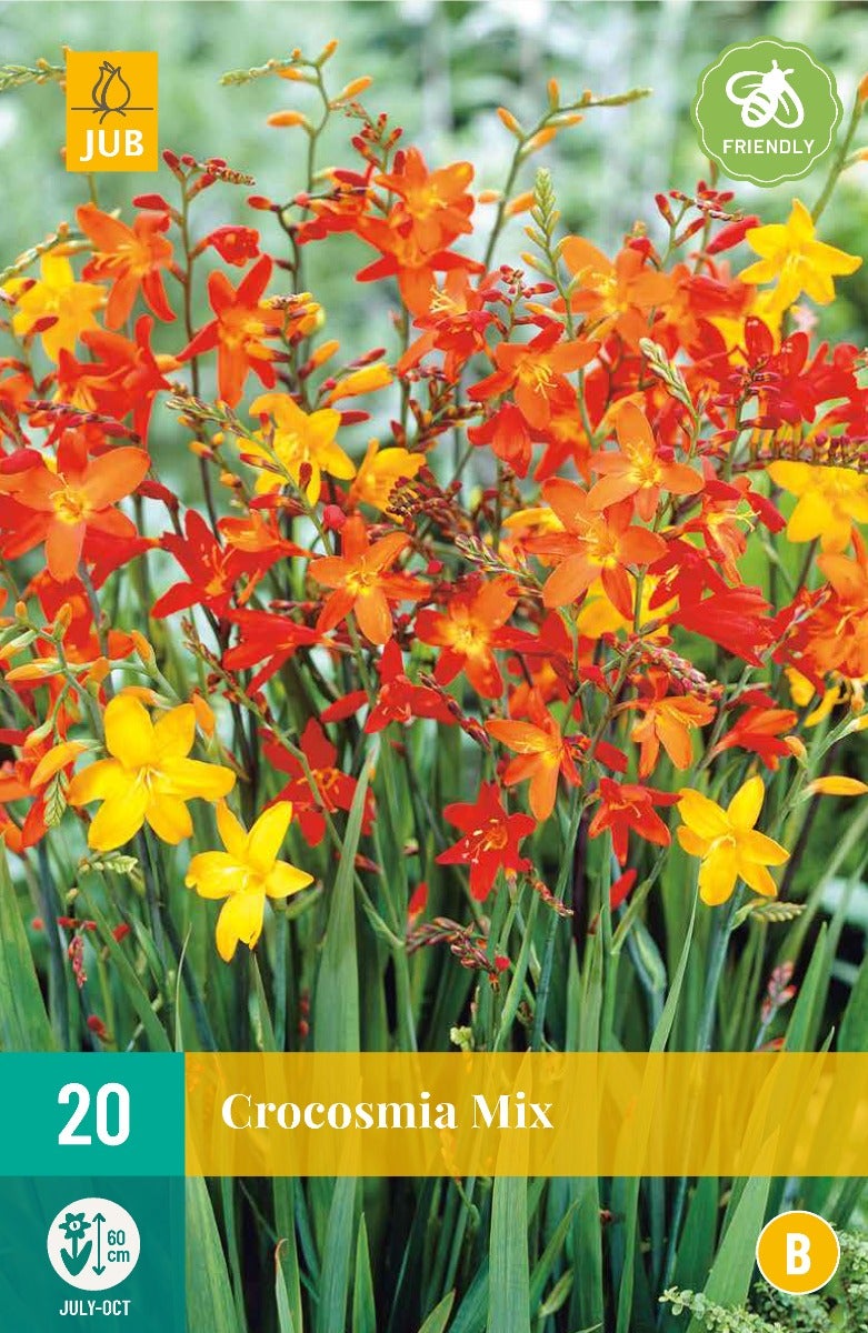 Crocosmia Mix