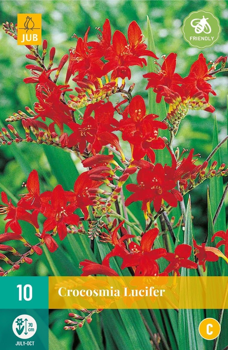 Crocosmia Lucifer