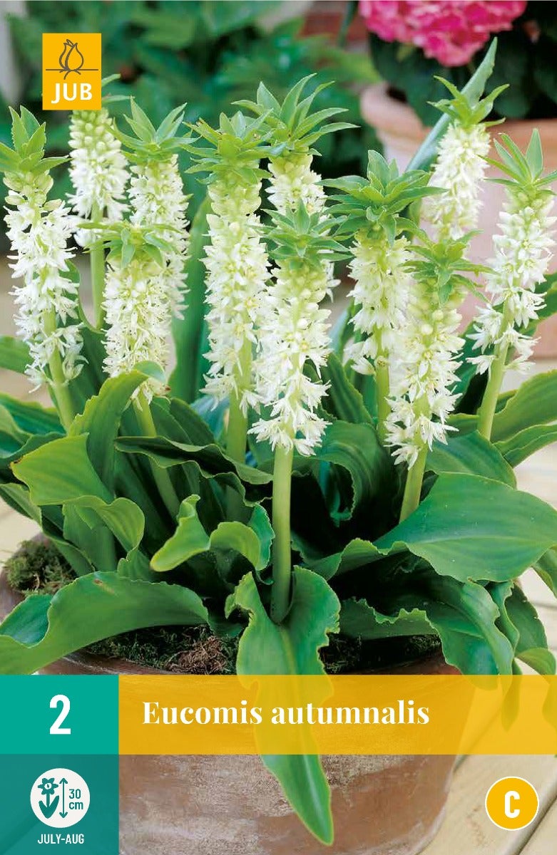Eucomis Autumnalis