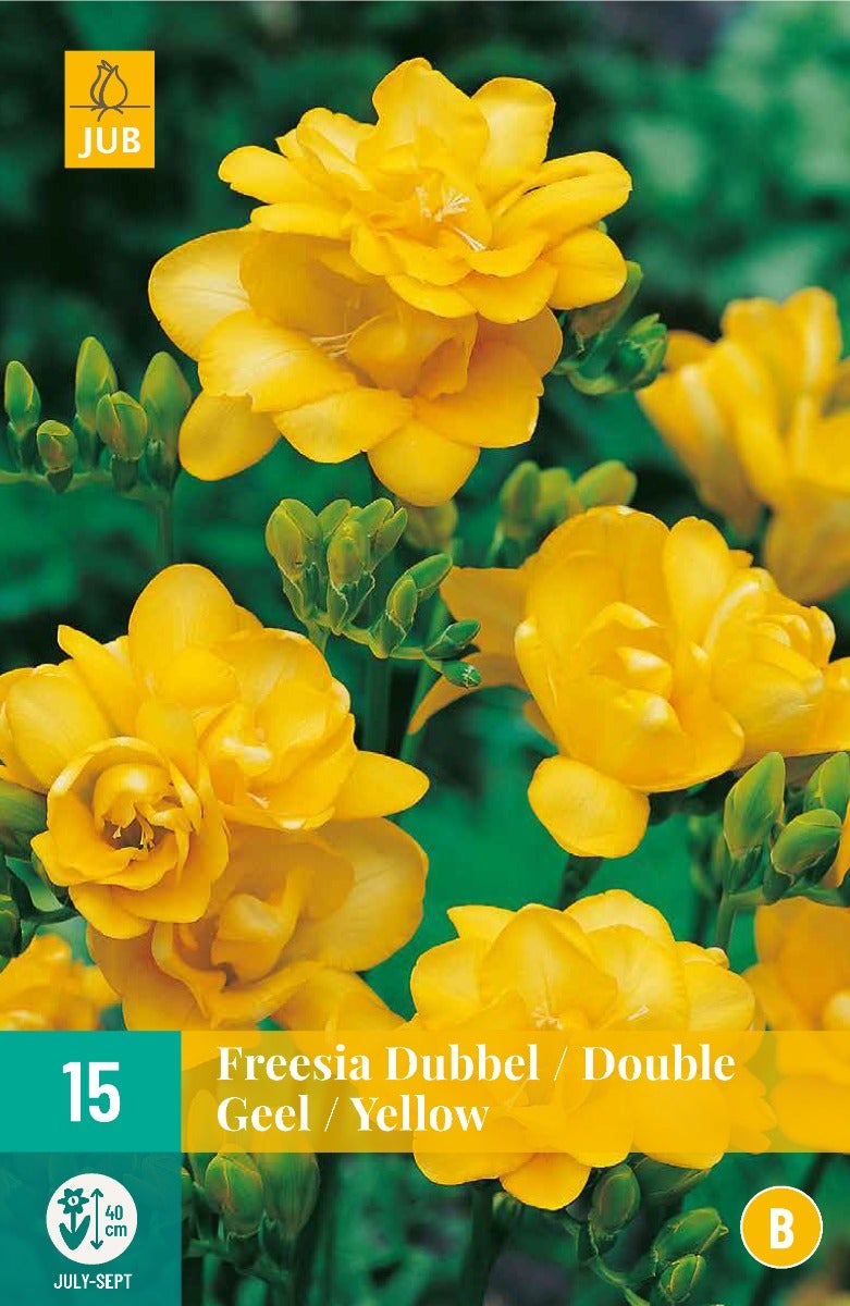 Freesia Dubbel Geel