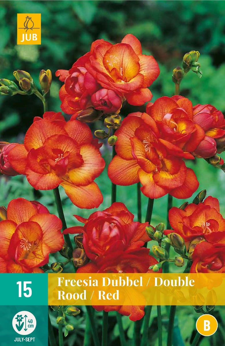 Freesia Dubbel Rood