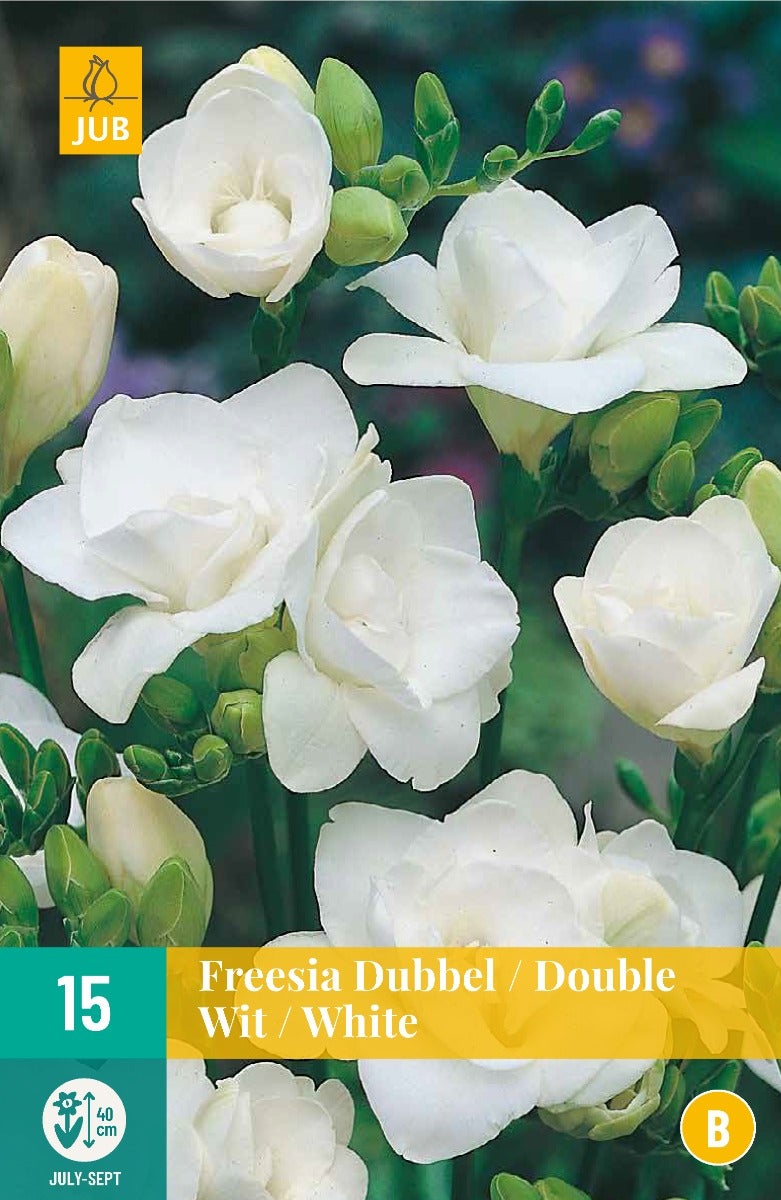 Freesia Dubbel Wit