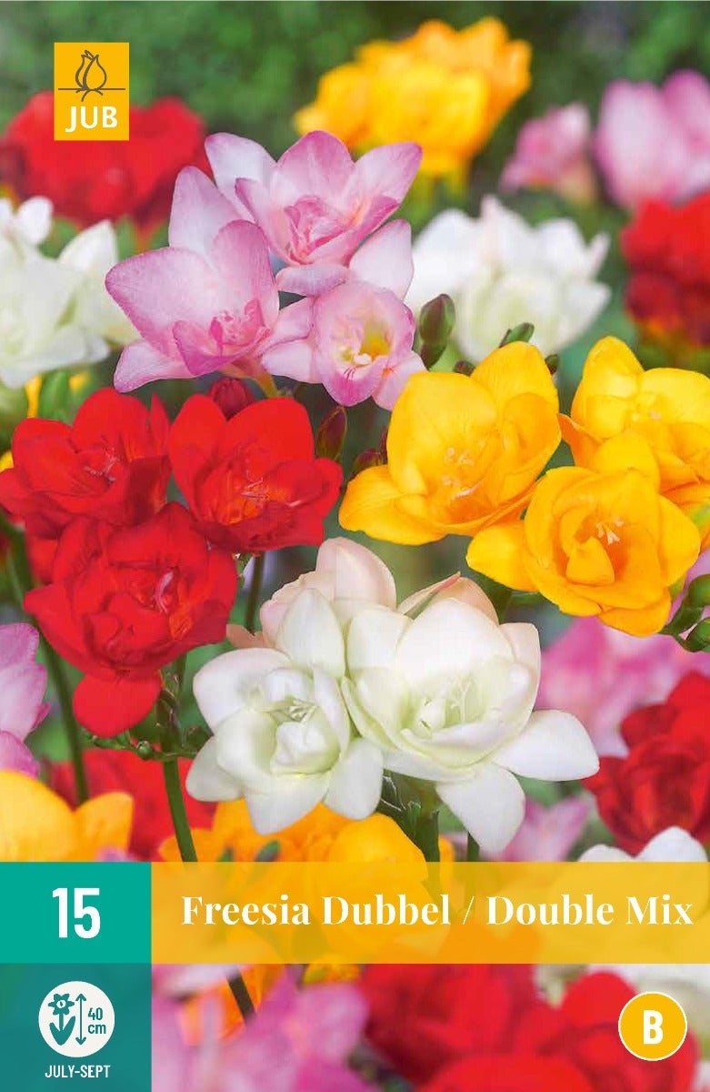 Freesia Dubbel Mix
