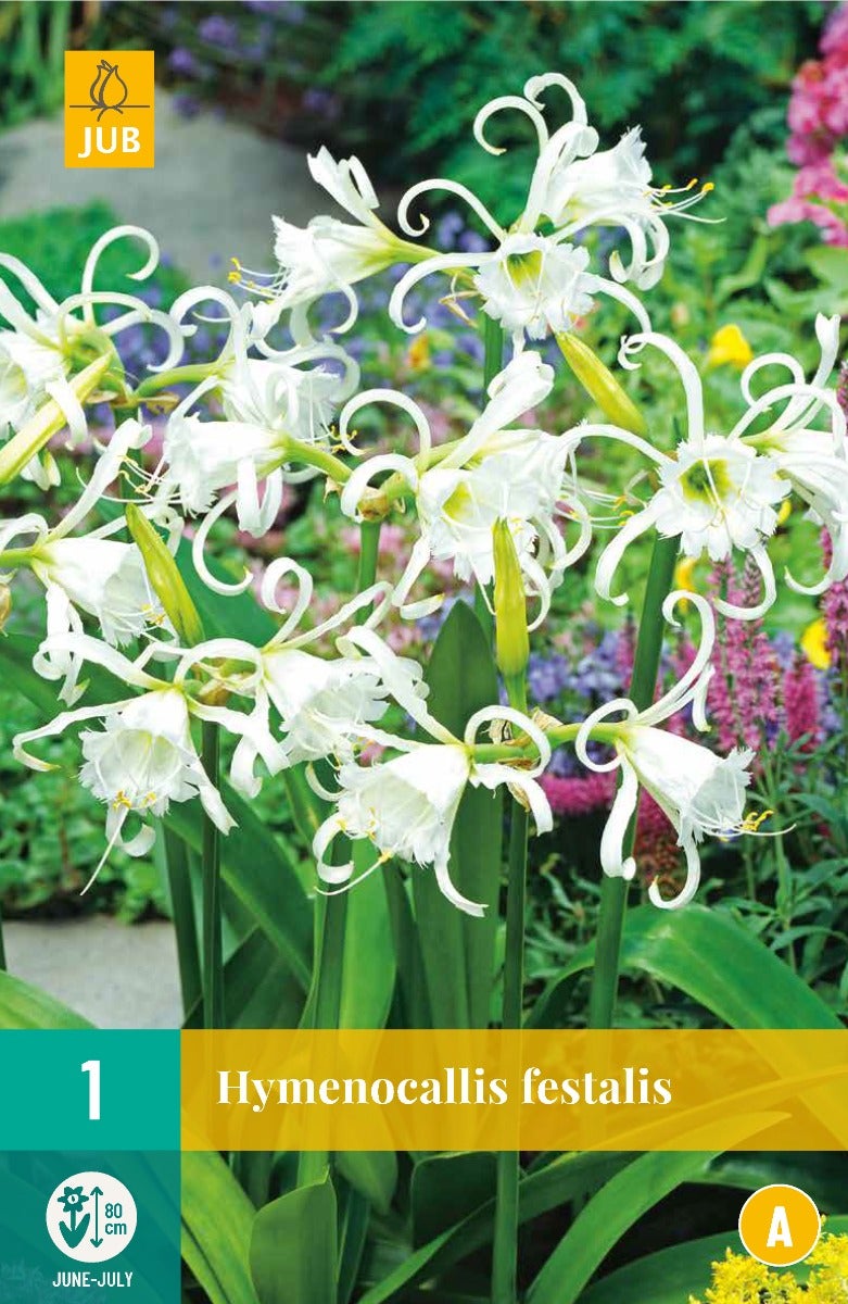 Hymenocallis Festalis