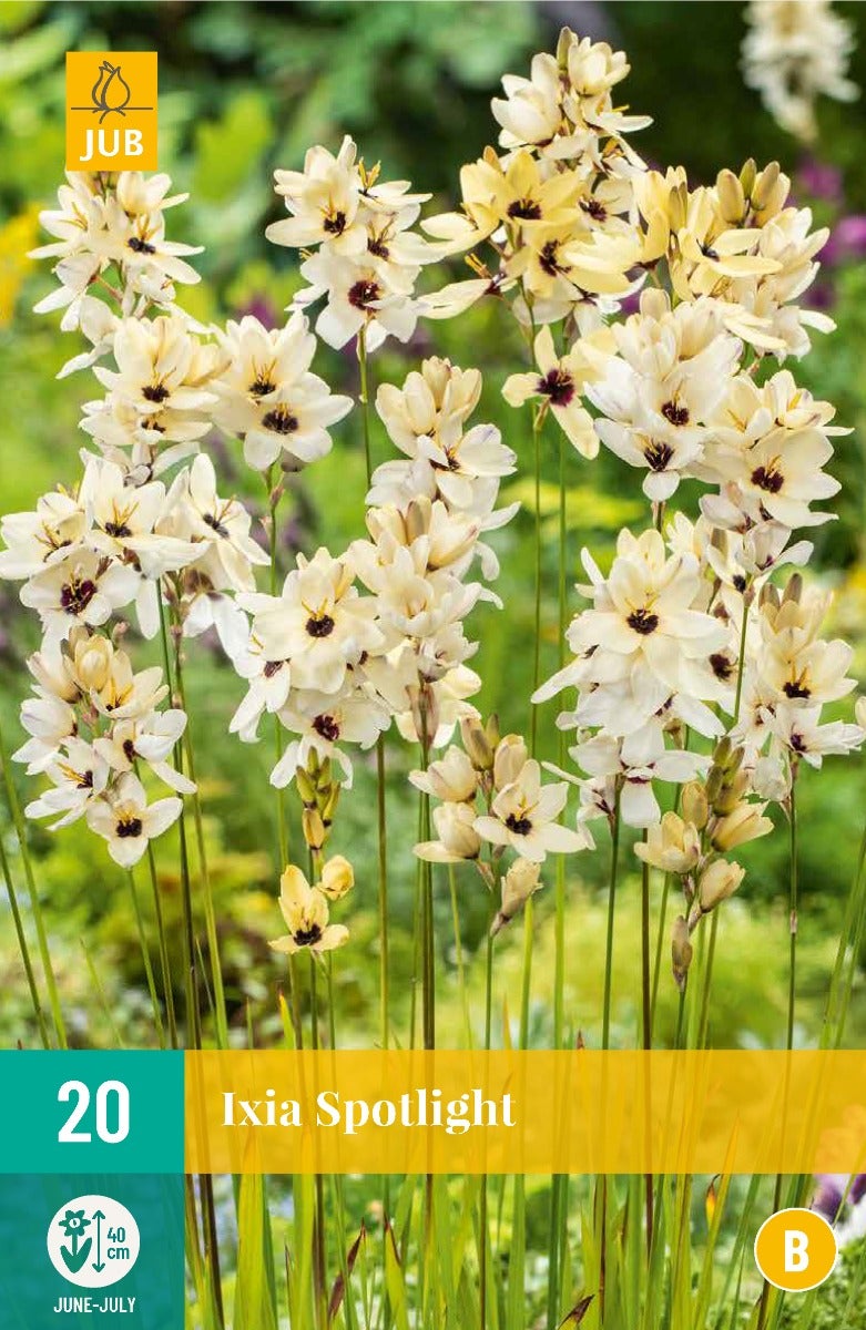 Ixia Spotlight