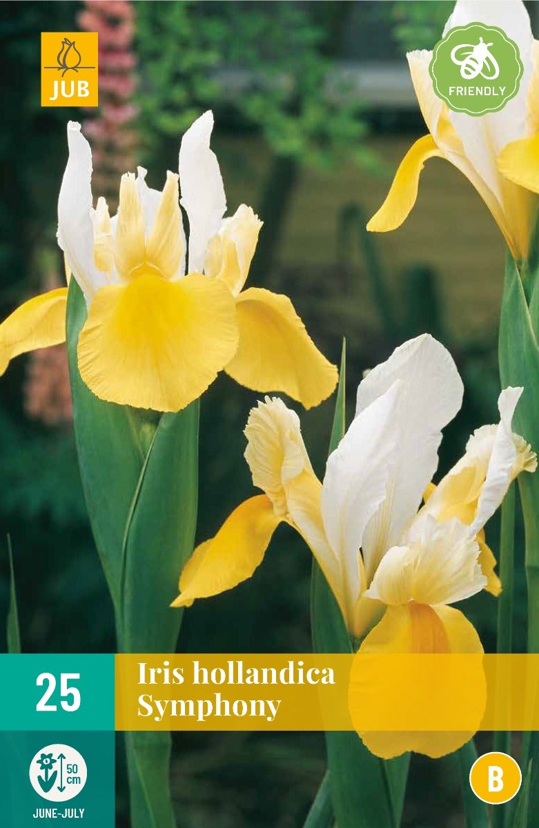Iris Hollandica Symphony