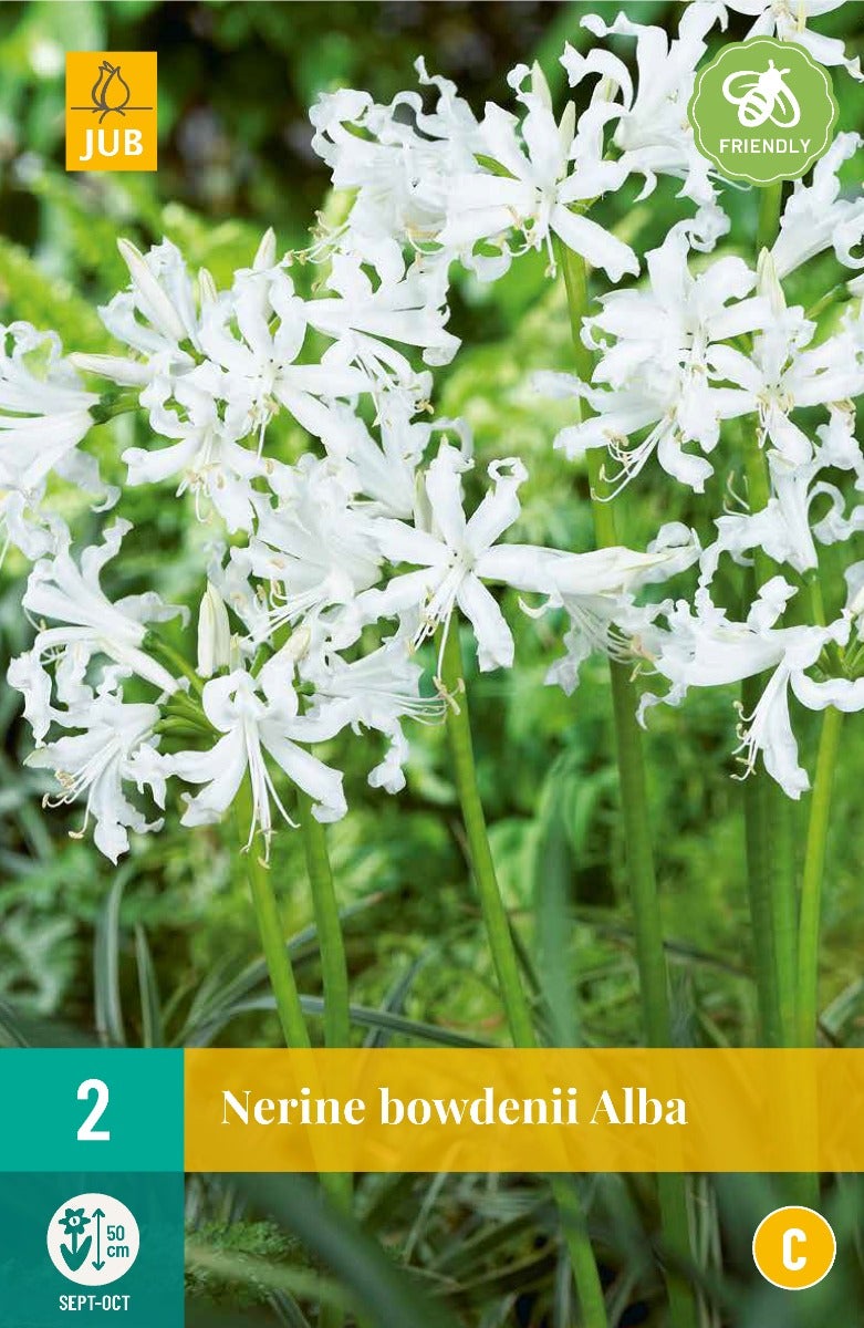 Nerine Bowdenii Alba