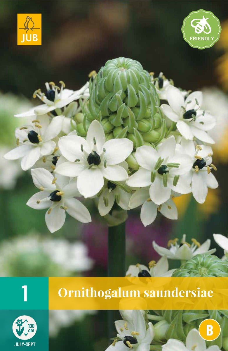 Ornithogalum Saundersiae
