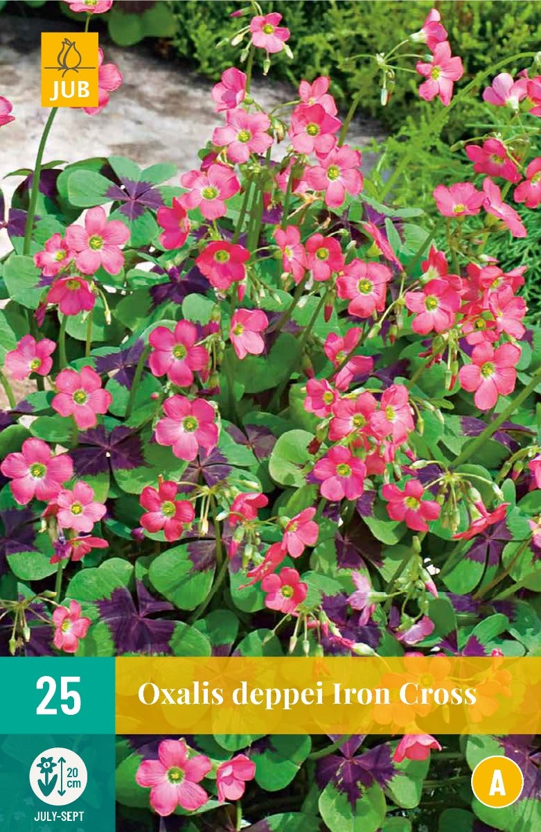 Oxalis Deppei Iron Cross