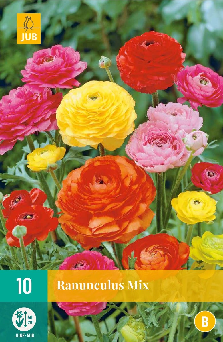 Ranunculus Mix
