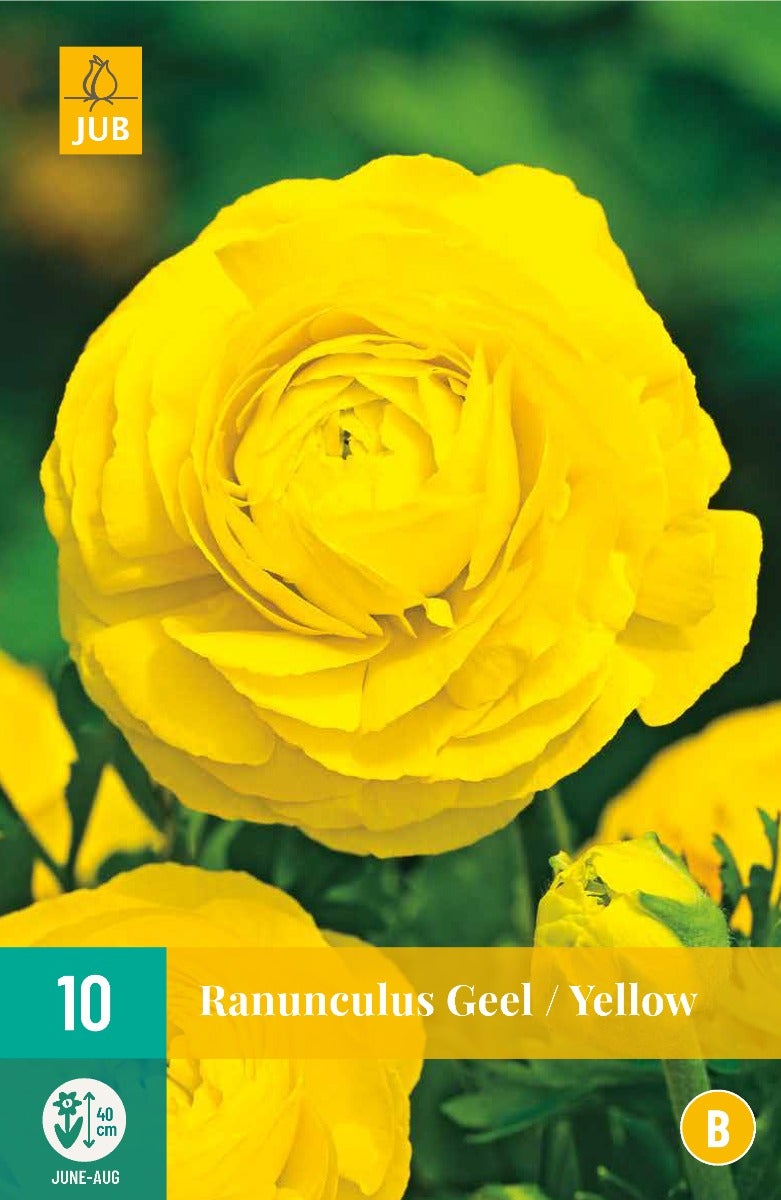 Ranunculus Geel