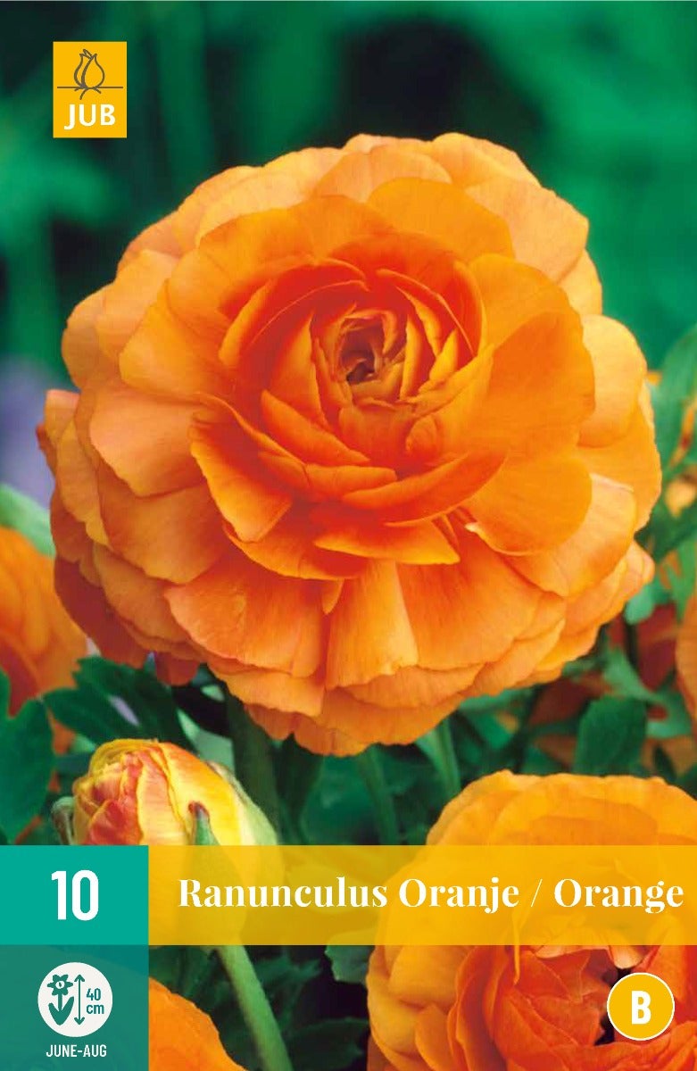 Ranunculus Oranje