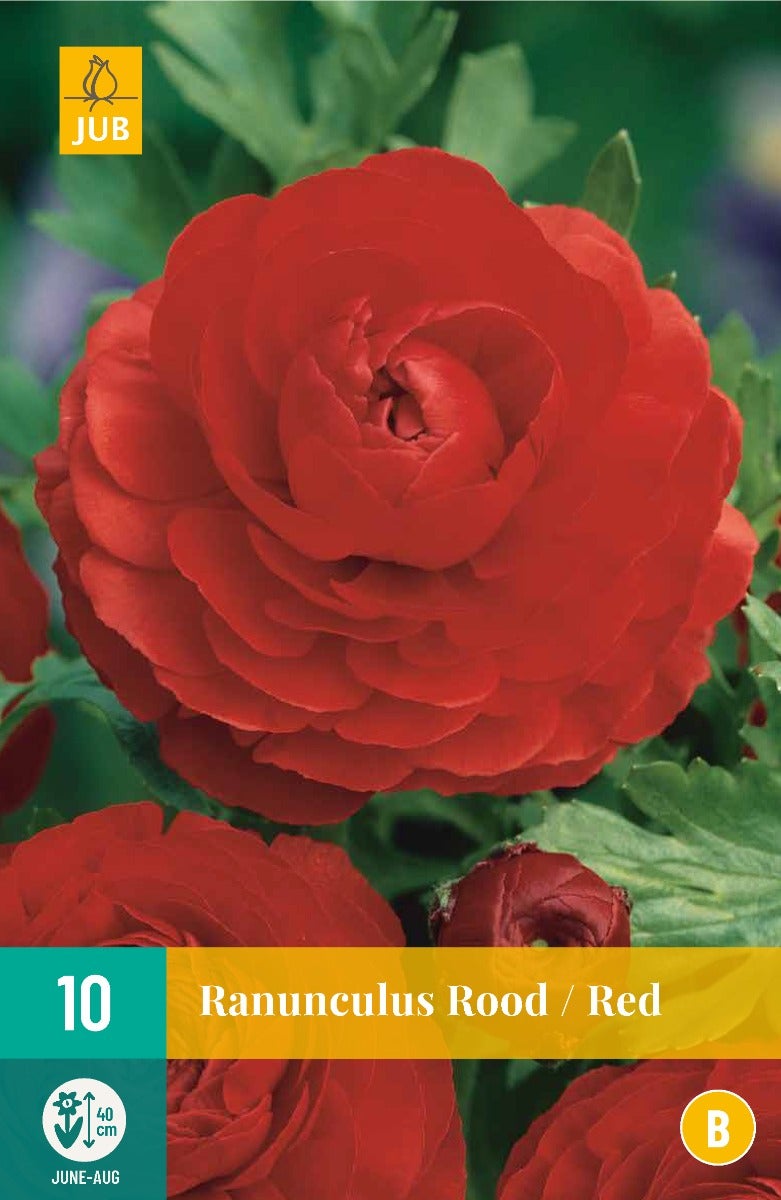 Ranunculus Rood