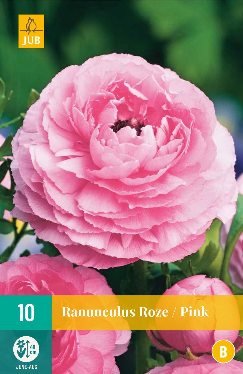 Ranunculus Roze