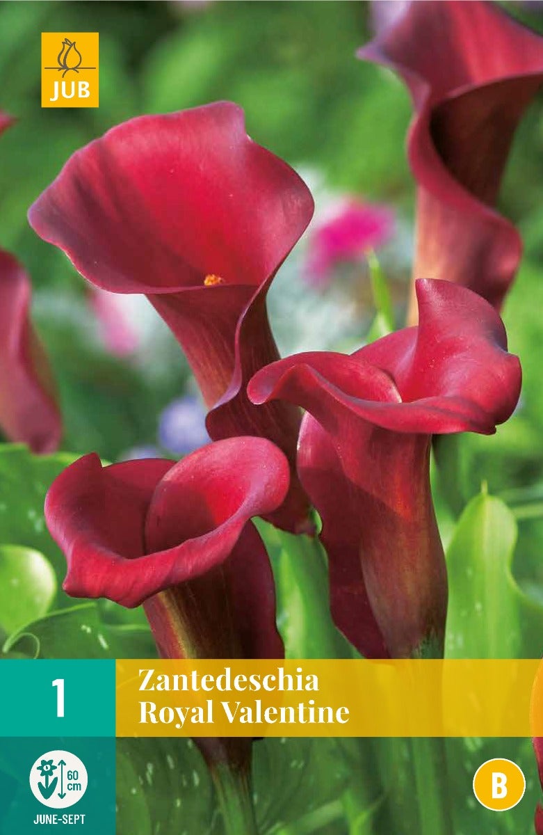 Zantedeschia Royal Valentine