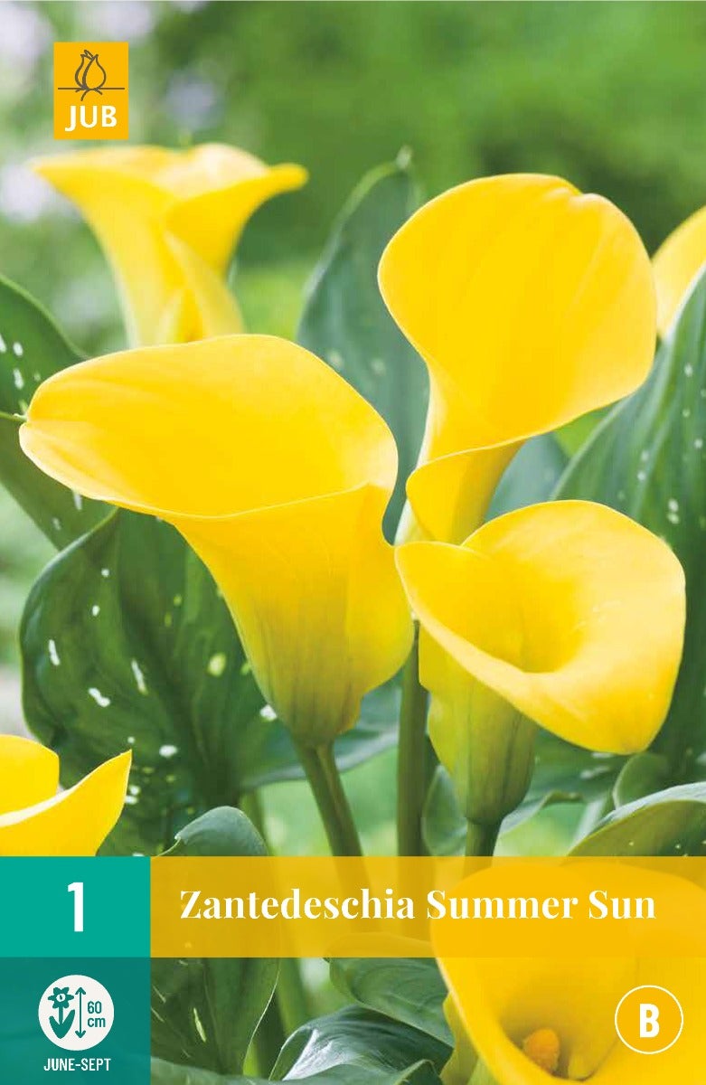 Zantedeschia Summer Sun