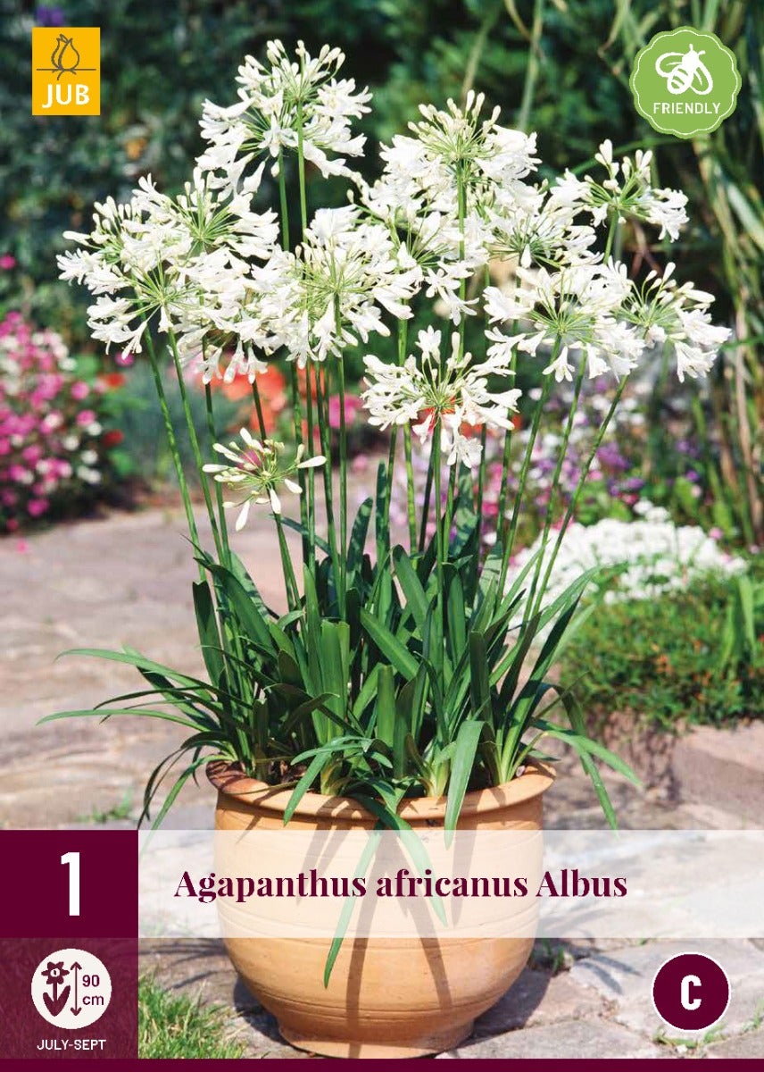 Agapanthus Africanus Albus
