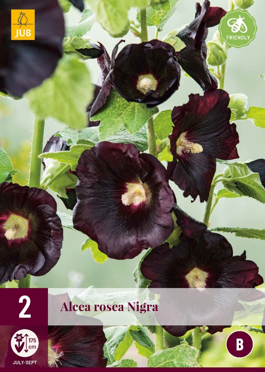 Alcea Rosea Nigra