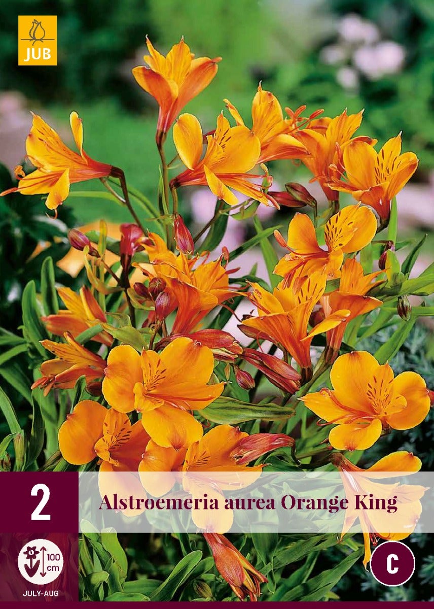 Alstroemeria Orange King