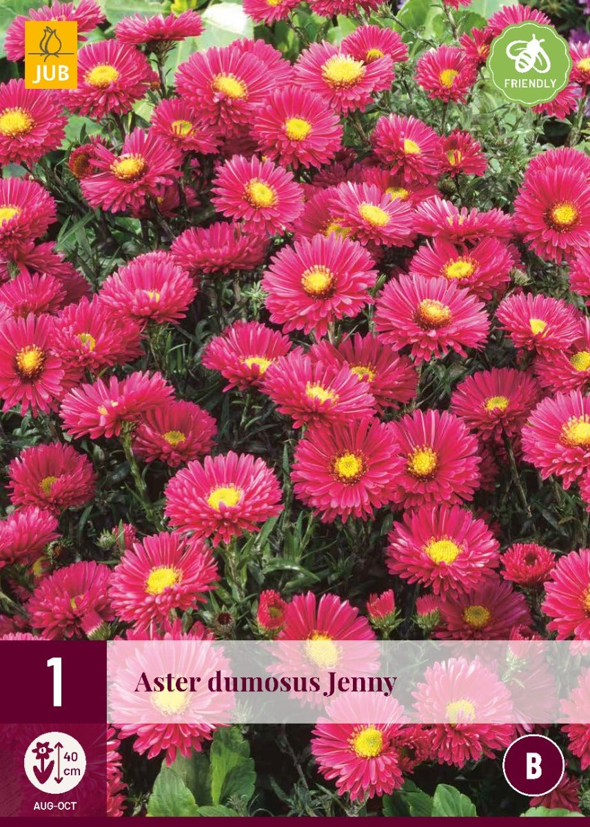 Aster Dumosus Jenny