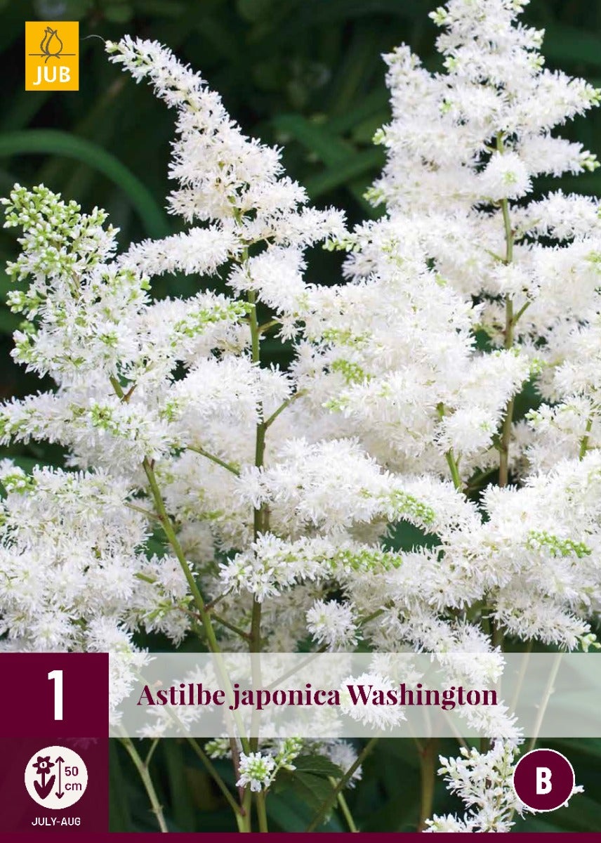 Astilbe Japonica Washington