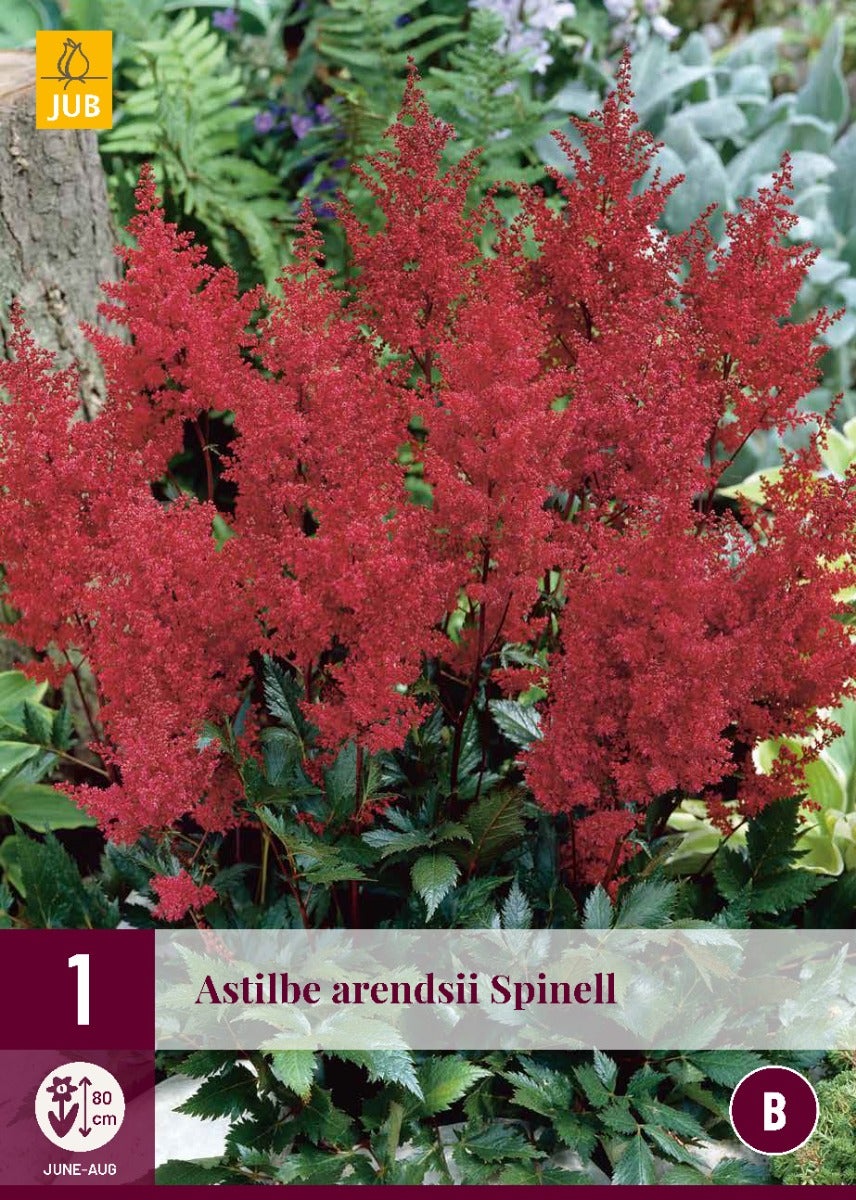 Astilbe Arendsii Spinell