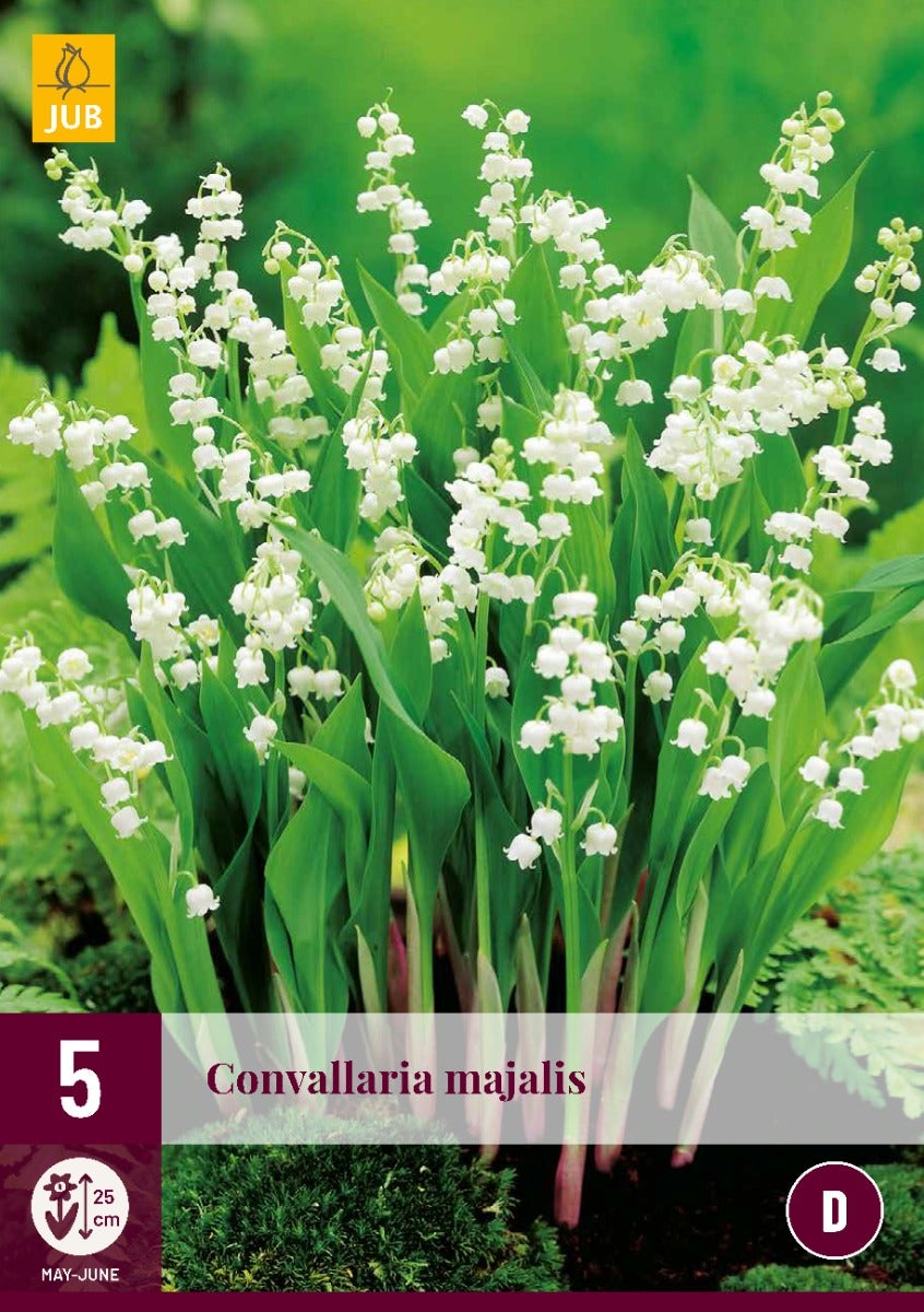Convallaria Majalis