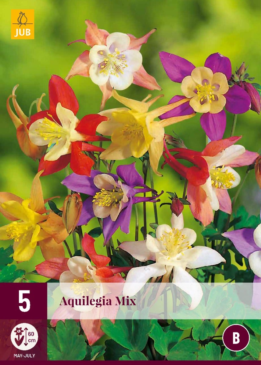 Aquilegia Mix
