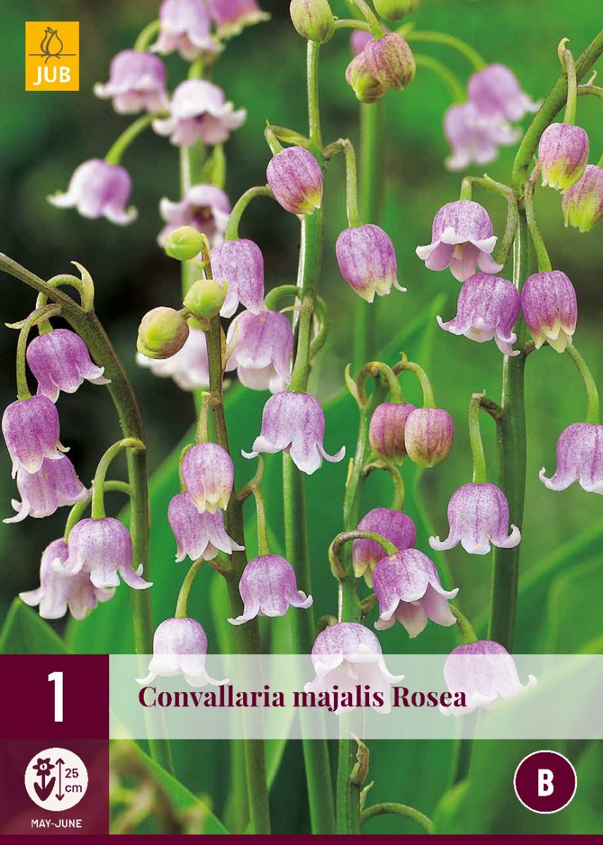 Convallaria Majalis Rosea