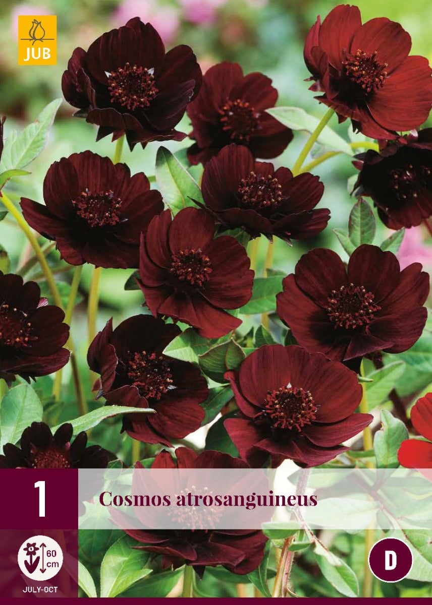 Cosmos Atrosanguineus