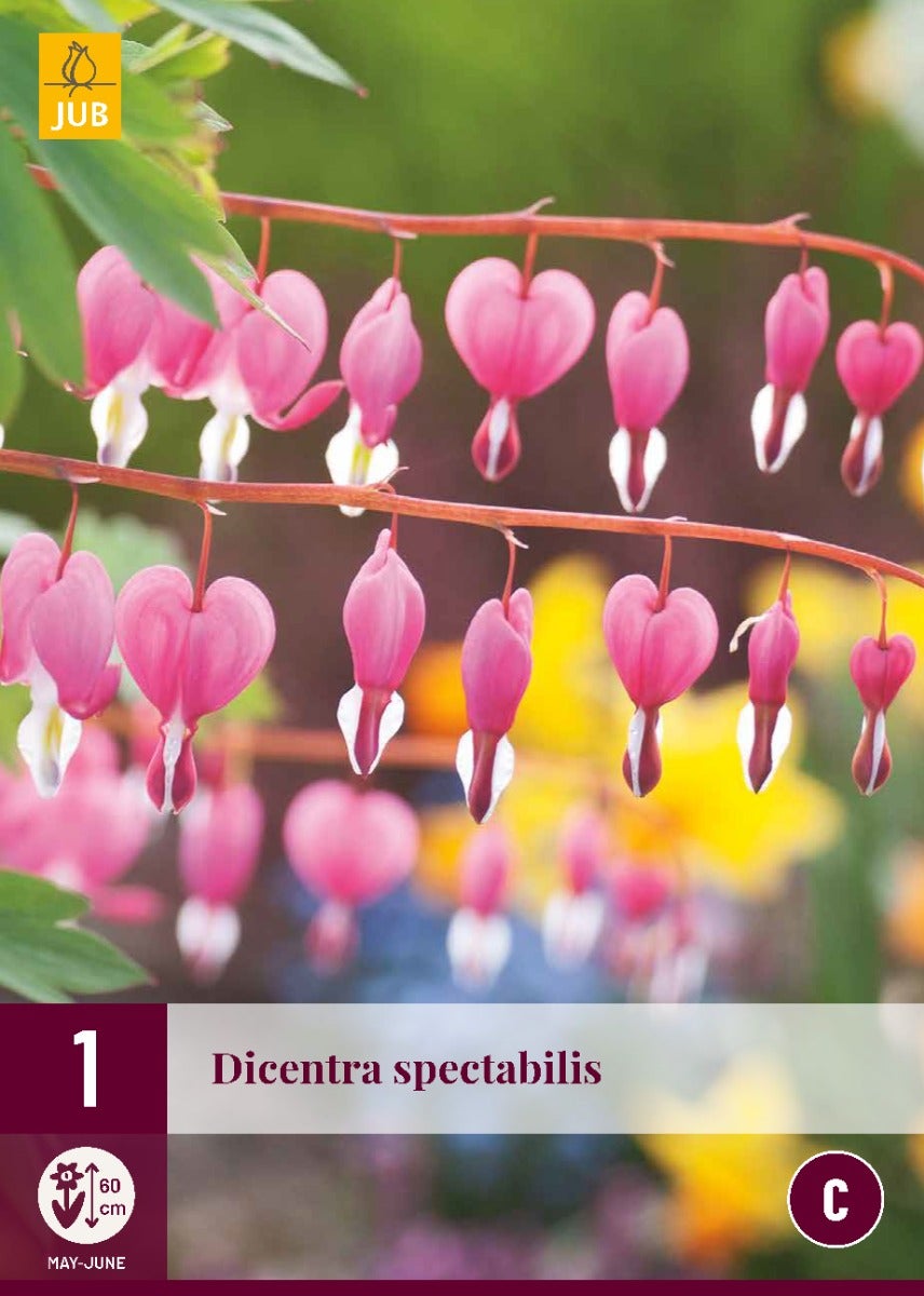 Dicentra Spectabilis