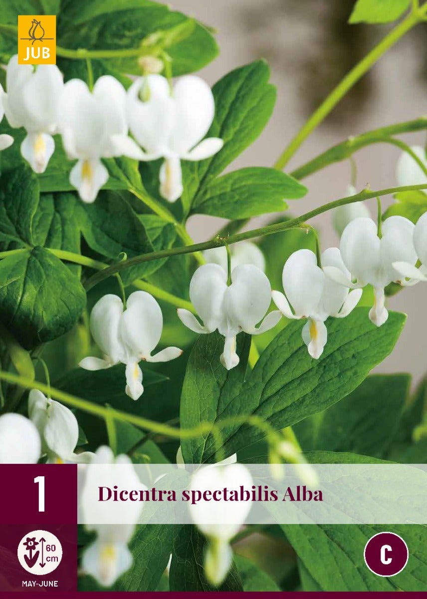 Dicentra Spectabilis Alba