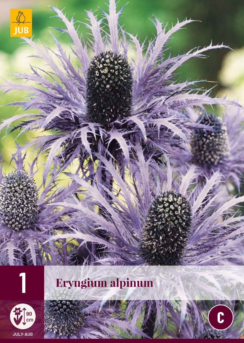 Eryngium Alpinum