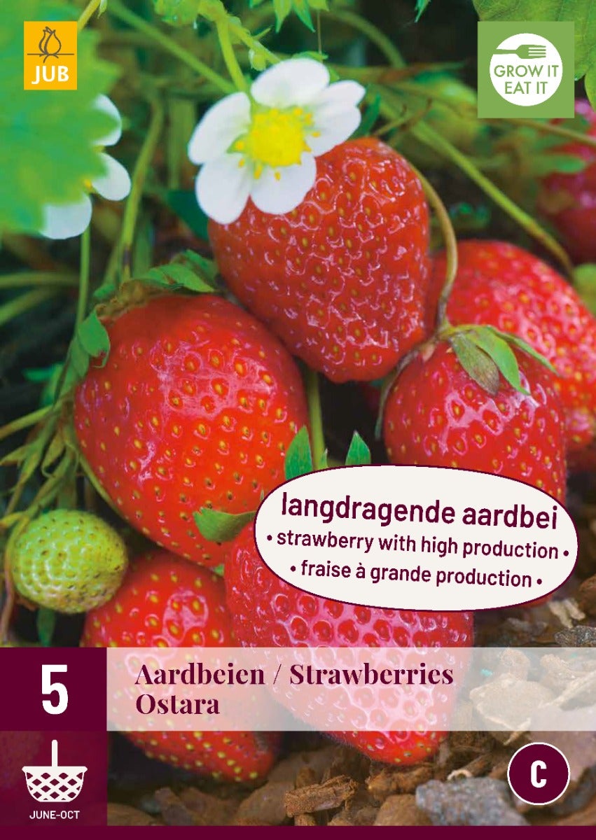 Fragaria Ostara