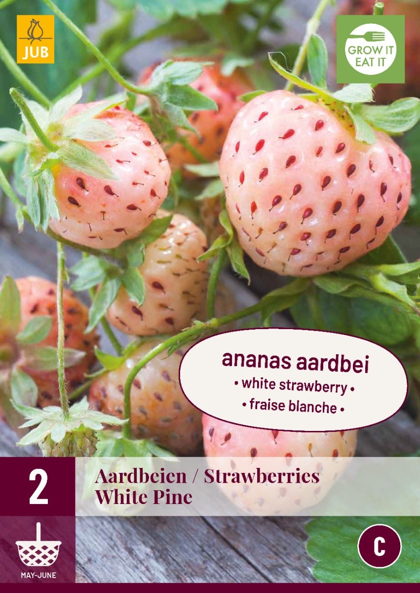 Fragaria White Pine