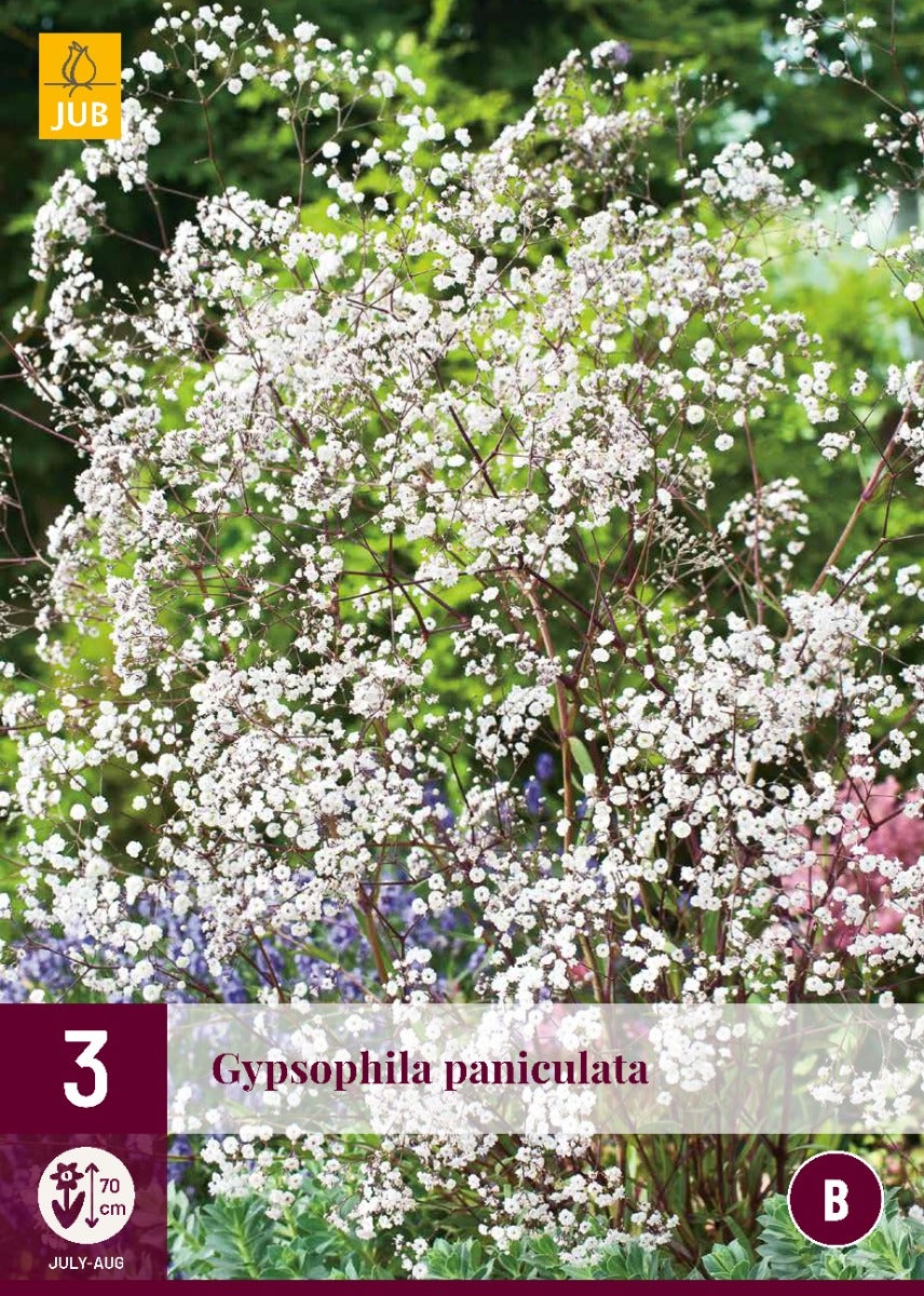 Gypsophila Paniculata