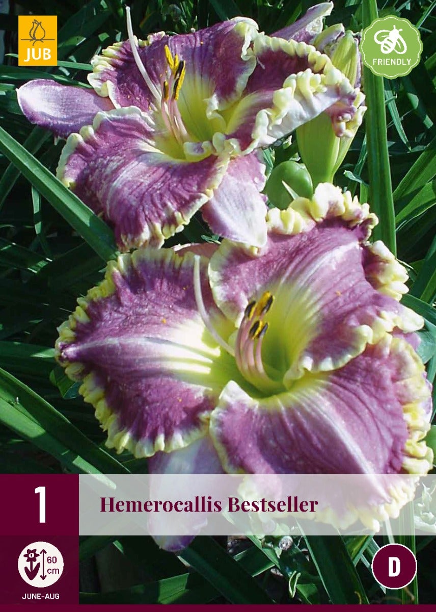 Hemerocallis Bestseller