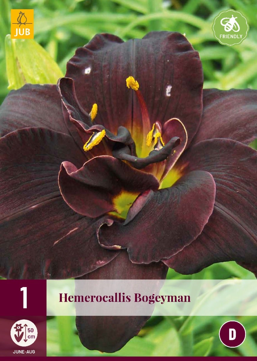 Hemerocallis Bogeyman