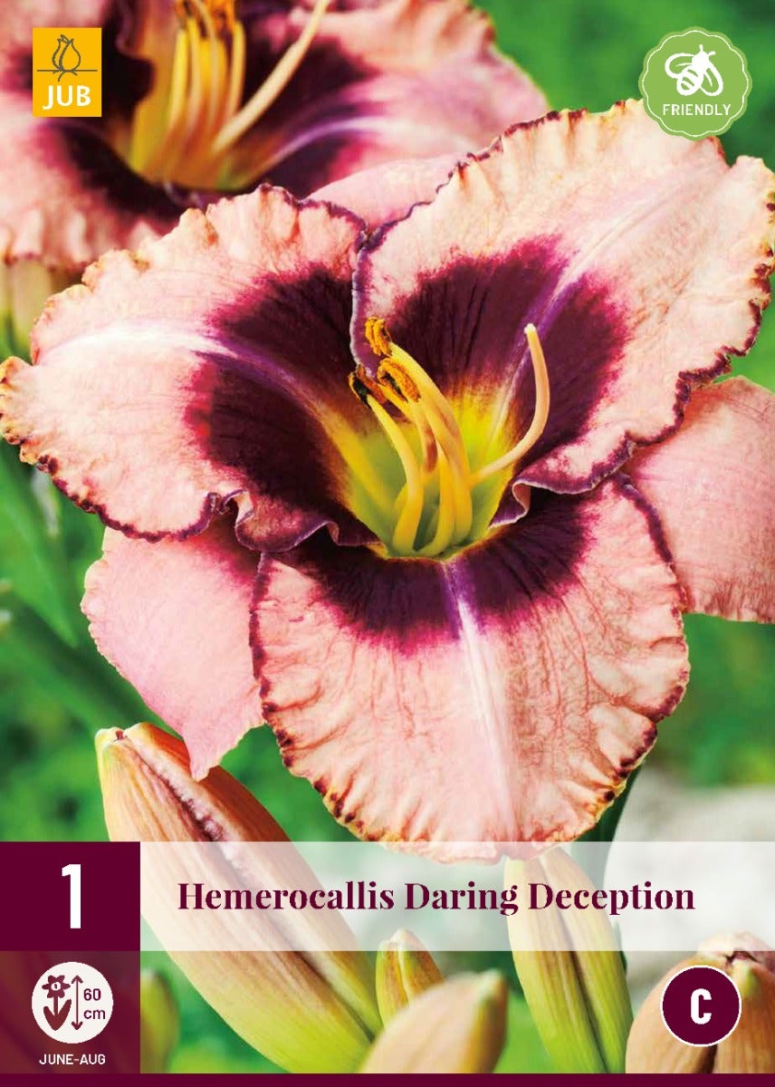Hemerocallis Daring Deception