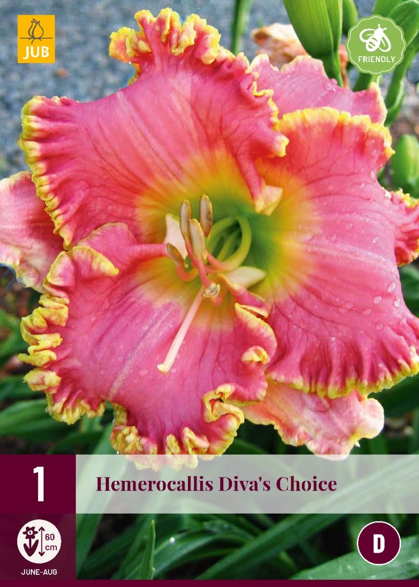 Hemerocallis Diva'S Choice