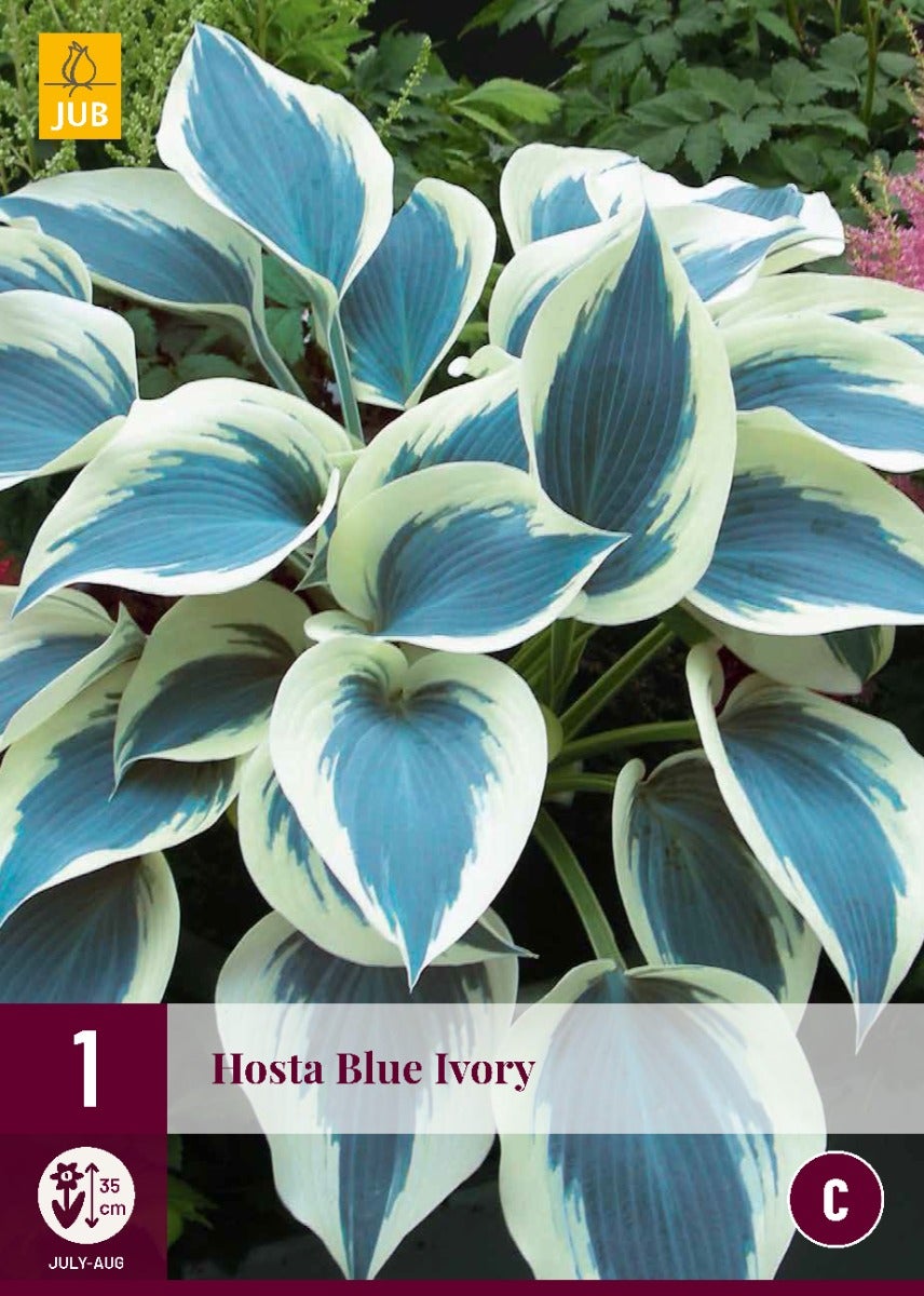 Hosta Blue Ivory