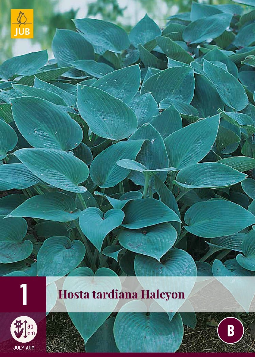 Hosta Tardiana Halcyon