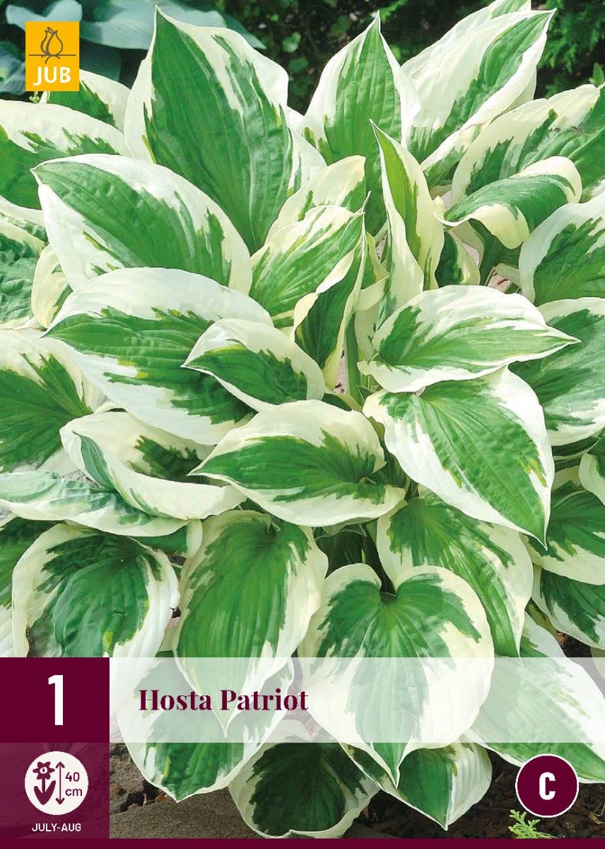 Hosta Patriot