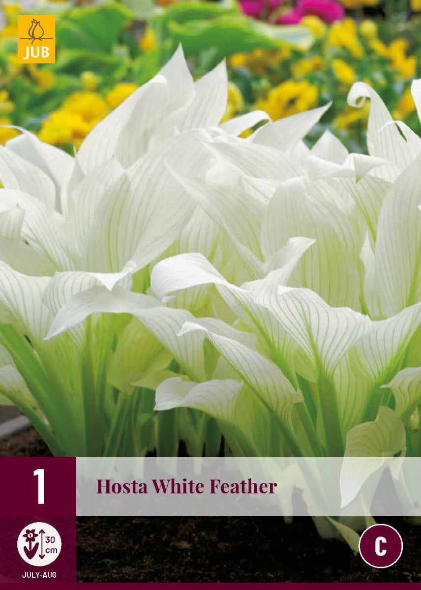 Hosta White Feather