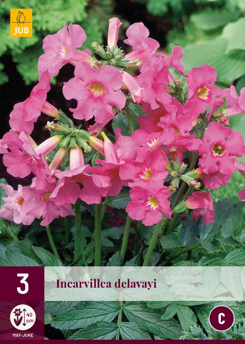 Incarvillea Delavayi